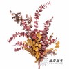 荷兰花材 | 永生大叶多支尤加利秋色 商品缩略图0
