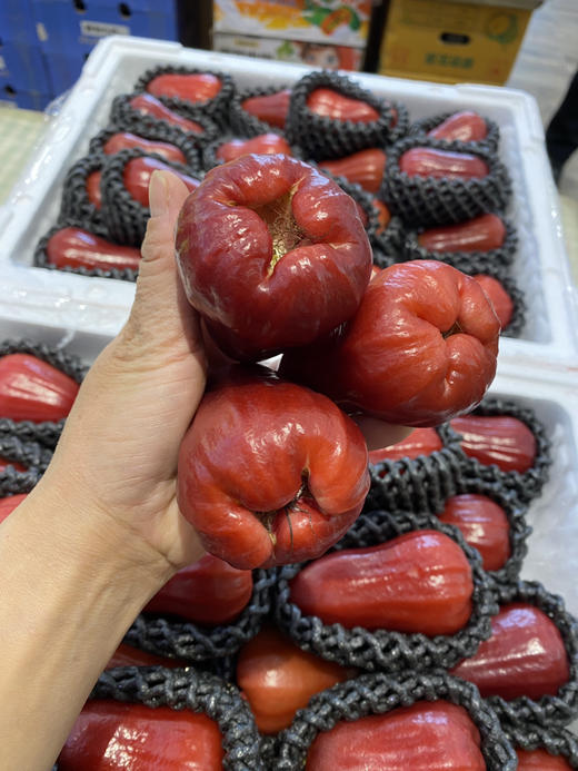 【宏丰精选】 莲雾 水果界的“神仙水”，闭上眼睛都能感受到甘冽的清甜味，活动价29.8元一斤 商品图4