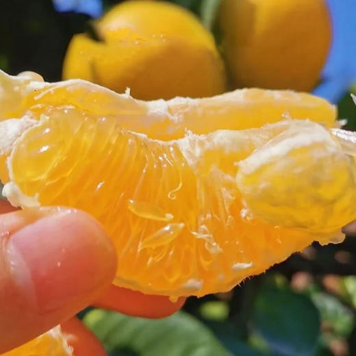 【优琦】赣南脐橙5斤（净重4.5斤）70-80mm 商品图3