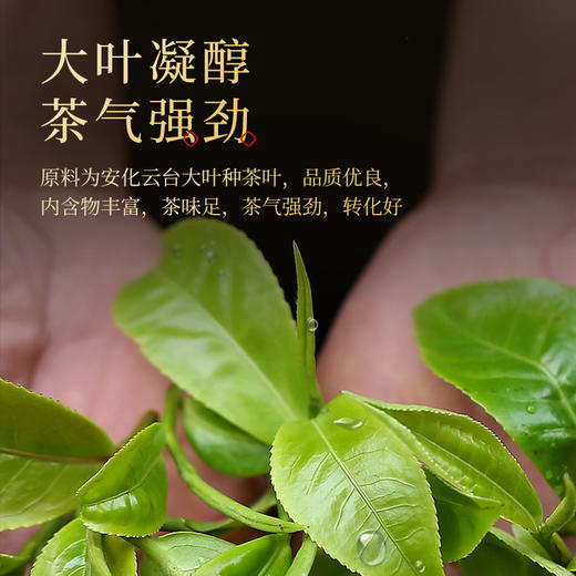 茶马世家 千两花卷茶 2012年湖南特产 礼盒装600g 商品图5