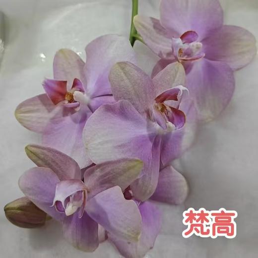 蝴蝶兰 | 梵高（可能有轻微瑕疵不售后，介意慎拍） 商品图0