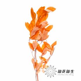 永生花材 | 永生板栗叶橙色