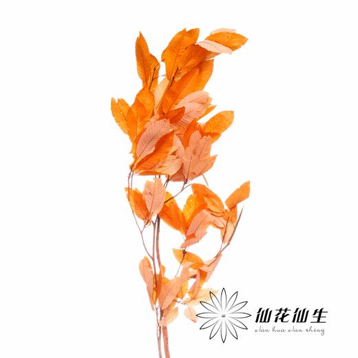 永生花材 | 永生板栗叶橙色 商品图0