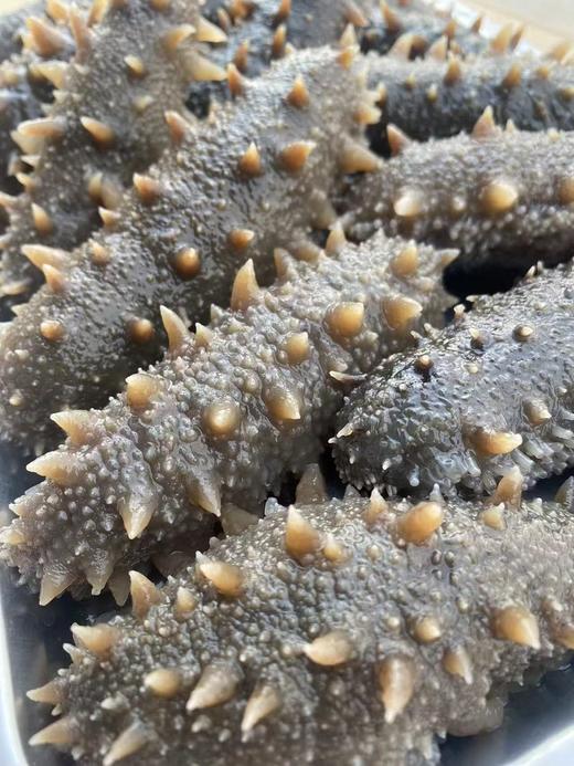 xm高品质 ，顶普通参10根！-销量几十万｜特级即食辽刺参 超值福利，好价不等人，售完即止！​ 商品图8