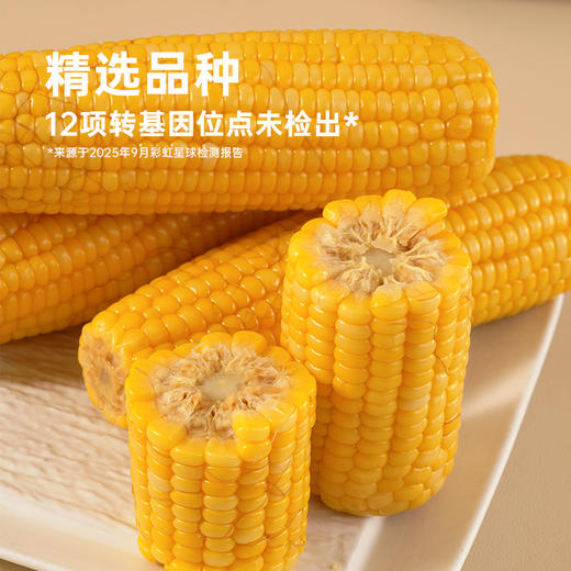 彩虹星球|有机黄糯玉米 商品图4