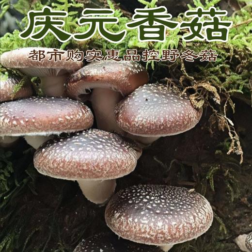 热销【自营】庆元香菇干货 椴木散育野冬菇 商品图0