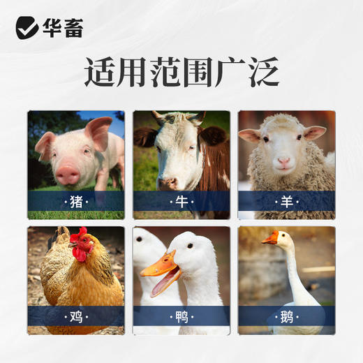 黄芪酵母粉20斤 益气固本补营养促吸收 商品图5