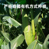 彩虹星球|有机黄糯玉米 商品缩略图2