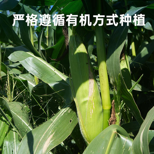彩虹星球|有机黄糯玉米 商品图2