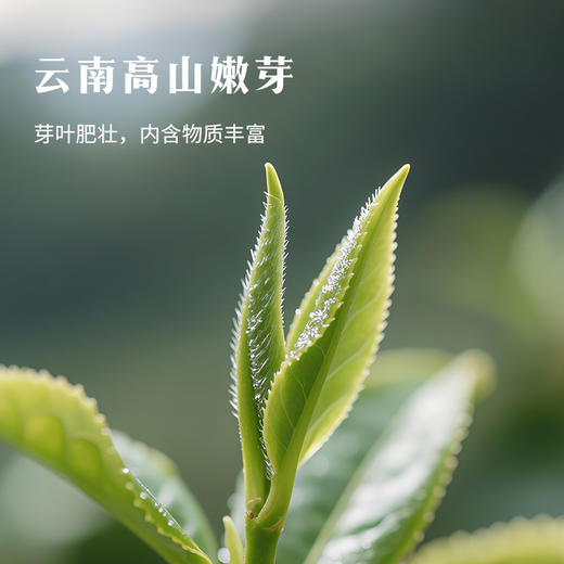 八马茶业｜多三朵茉莉花茶·茉莉小白毫鲜茉莉真花香茶味足 商品图8