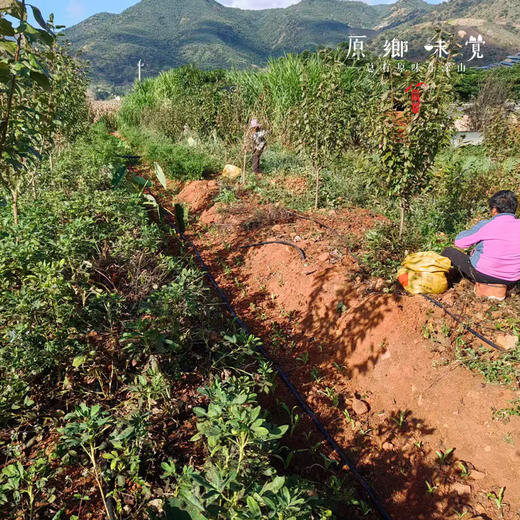 生态七彩鲜花生（基地直发-中通包邮）|3斤/件，来自云南大理州，生产者：谢雪梅【合作生产，公平贸易】 商品图3