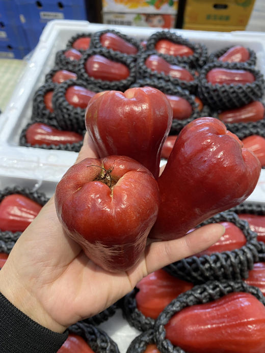 【宏丰精选】 莲雾 水果界的“神仙水”，闭上眼睛都能感受到甘冽的清甜味，活动价29.8元一斤 商品图6