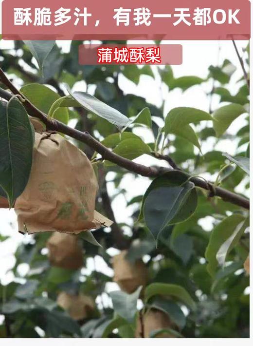 陕西酥梨大果家庭共享包邮直发 【NB】 商品图3