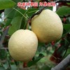 陕西酥梨大果家庭共享包邮直发 【NB】 商品缩略图1
