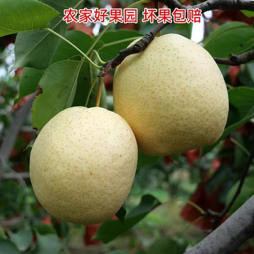 陕西酥梨大果家庭共享包邮直发 【NB】 商品图1