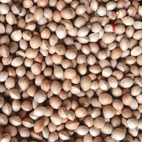 峨眉山野生白果（成都仓库-顺丰发货）|多种规格，来自峨眉山市，收集者：张书华【原乡峨眉山基地】