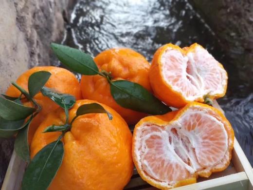 【云南保山峡谷椪柑】——冬日里的甜蜜优选！只选大果及特大果！ 商品图3