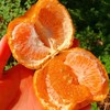 【云南保山峡谷椪柑】——冬日里的甜蜜优选！只选大果及特大果！ 商品缩略图1