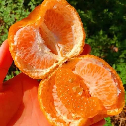 【云南保山峡谷椪柑】——冬日里的甜蜜优选！只选大果及特大果！ 商品图1