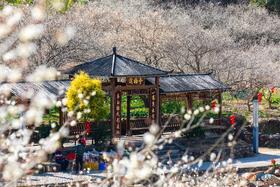 1月15日出发:陆河赏梅正当时·“梅”丽乡村2天摄影