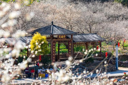 1月15日出发:陆河赏梅正当时·“梅”丽乡村2天摄影 商品图0