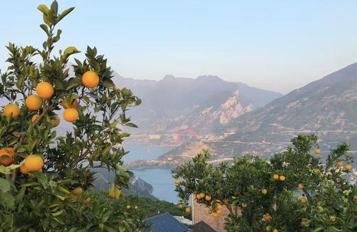 秭归脐橙九月红 商品图4