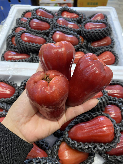 【宏丰精选】 莲雾 水果界的“神仙水”，闭上眼睛都能感受到甘冽的清甜味，活动价29.8元一斤 商品图5