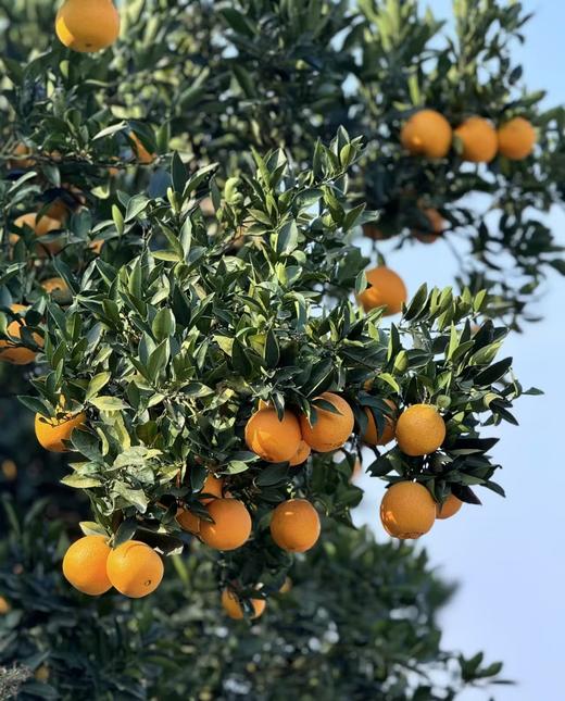 秭归脐橙九月红 商品图3