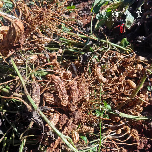 生态七彩鲜花生（基地直发-中通包邮）|3斤/件，来自云南大理州，生产者：谢雪梅【合作生产，公平贸易】 商品图6