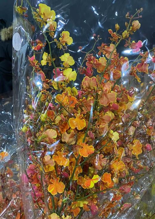 跳舞兰 | 橙心巧克力 商品图0