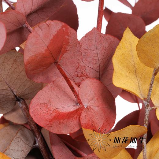 荷兰花材 | 永生大叶多支尤加利秋色 商品图2