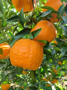 【云南保山峡谷椪柑】——冬日里的甜蜜优选！只选大果及特大果！