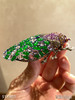 5121411，蝉胸针。具体价格微信咨询 商品缩略图6