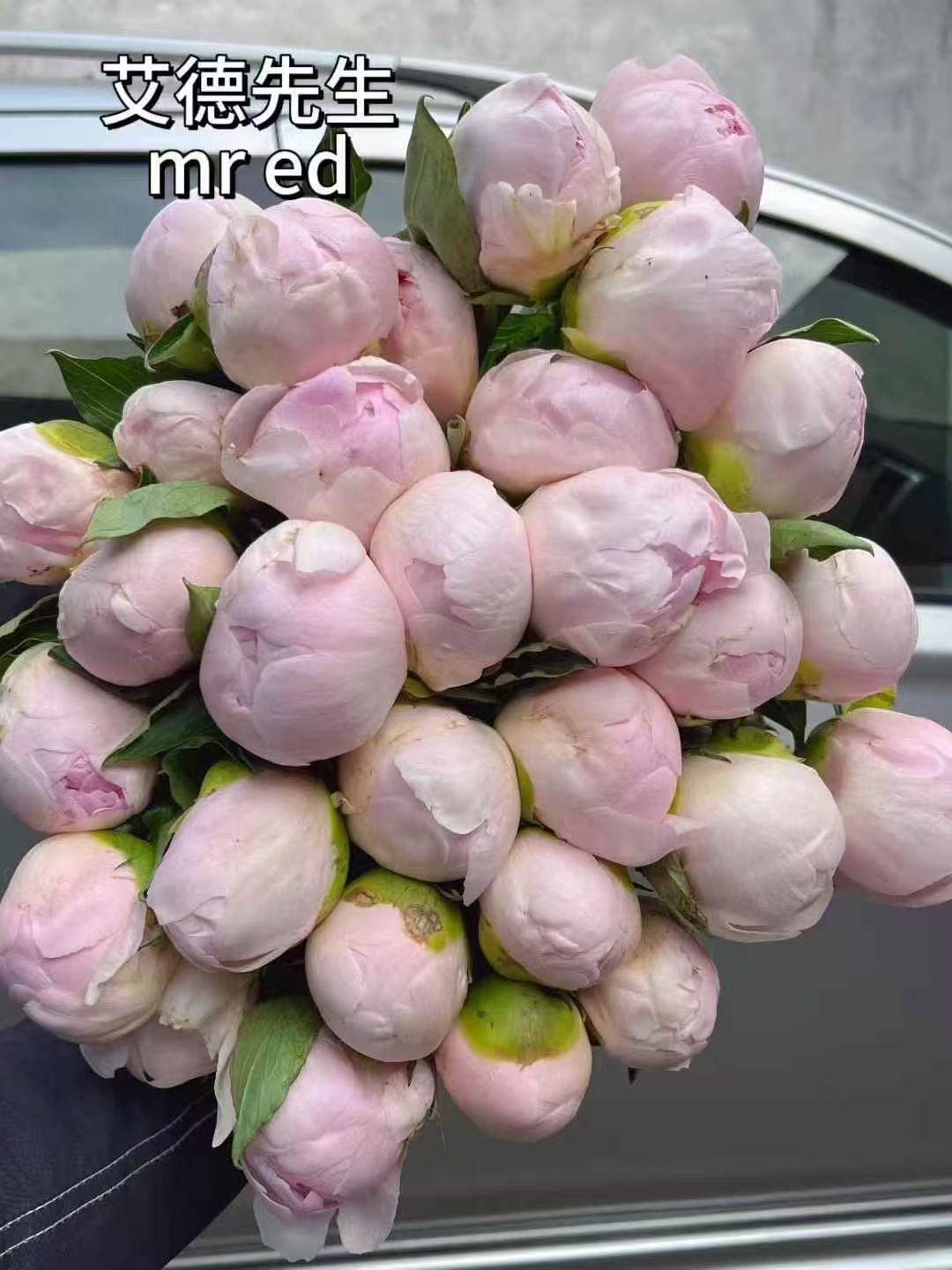 新西兰进口芍药艾德先生1支