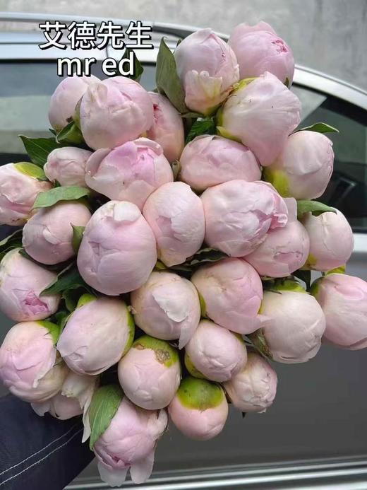 新西兰进口芍药艾德先生1支 商品图0