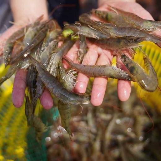 [盐化集团]【活虾速冻】3斤复州湾盐场盐田虾(有大有小) 商品图4