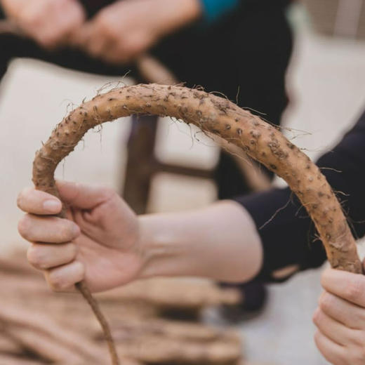 【优琦】铁棍山药彩箱家庭装  4.5斤
（彩箱绿色认证） 商品图1