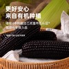 彩虹星球|有机黑糯玉米 商品缩略图2