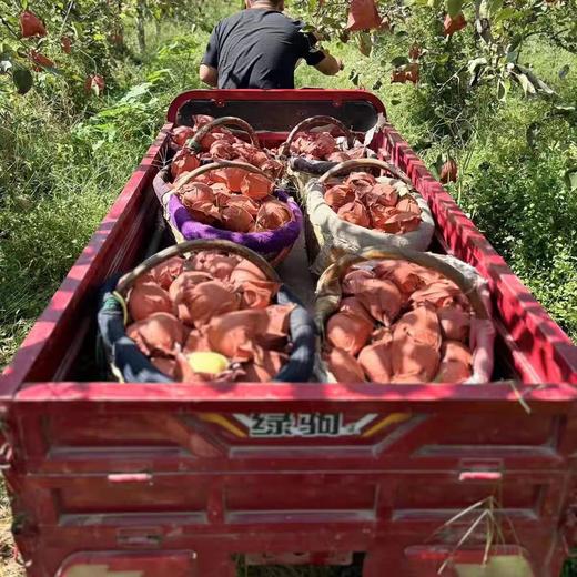 陕西酥梨大果家庭共享包邮直发 【NB】 商品图5