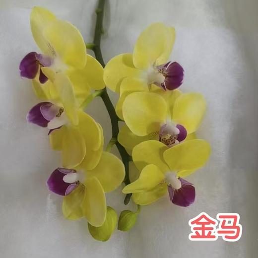 蝴蝶兰 | 金马（可能有轻微瑕疵不售后，介意慎拍） 商品图0