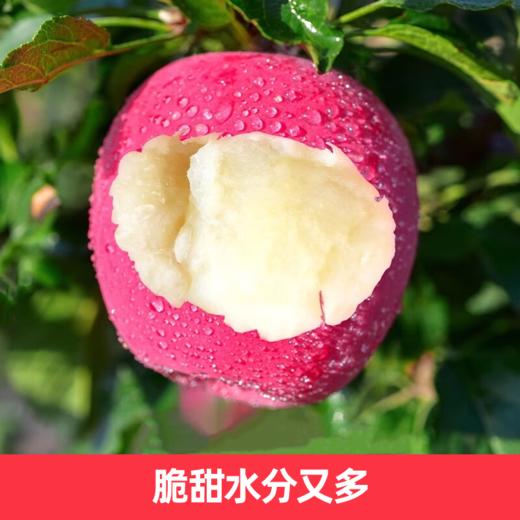 【顺丰快递】正宗甘肃静宁秦安红富士苹果 当季水果现摘 脆甜新鲜糖心苹果 BHFT 商品图6