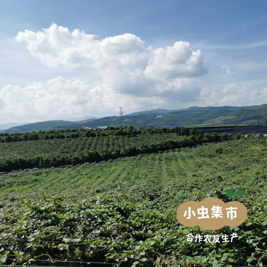 云南有机鸭嘴猕猴桃（开箱即食，无需催熟）| 合作农友生产，产自云南昆明，生产者：徐浩杰 *【公平贸易农人定价】 商品图8