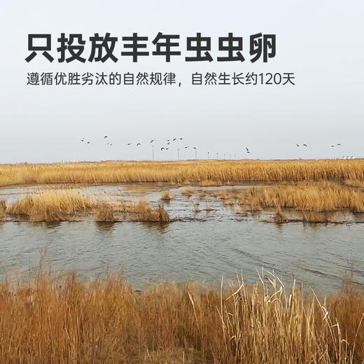 彩虹星球|有机熟冻盐田虾 商品图3