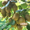 云南有机鸭嘴猕猴桃（开箱即食，无需催熟）| 合作农友生产，产自云南昆明，生产者：徐浩杰 *【公平贸易农人定价】 商品缩略图4