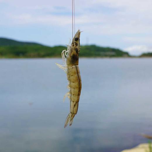 [盐化集团]【活虾速冻】3斤复州湾盐场盐田虾(有大有小) 商品图2