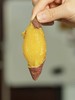 52度良作 | 被CCTV央视报道的红薯·细润甜糯·蒸煮烤都好吃 商品缩略图2