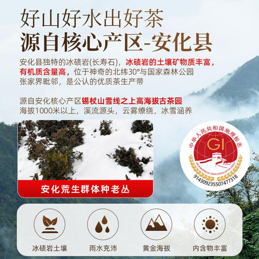 茶马世家 荒野天尖 芙蓉主峰产区 安化黑茶一级300g 礼赠佳品 商品图1