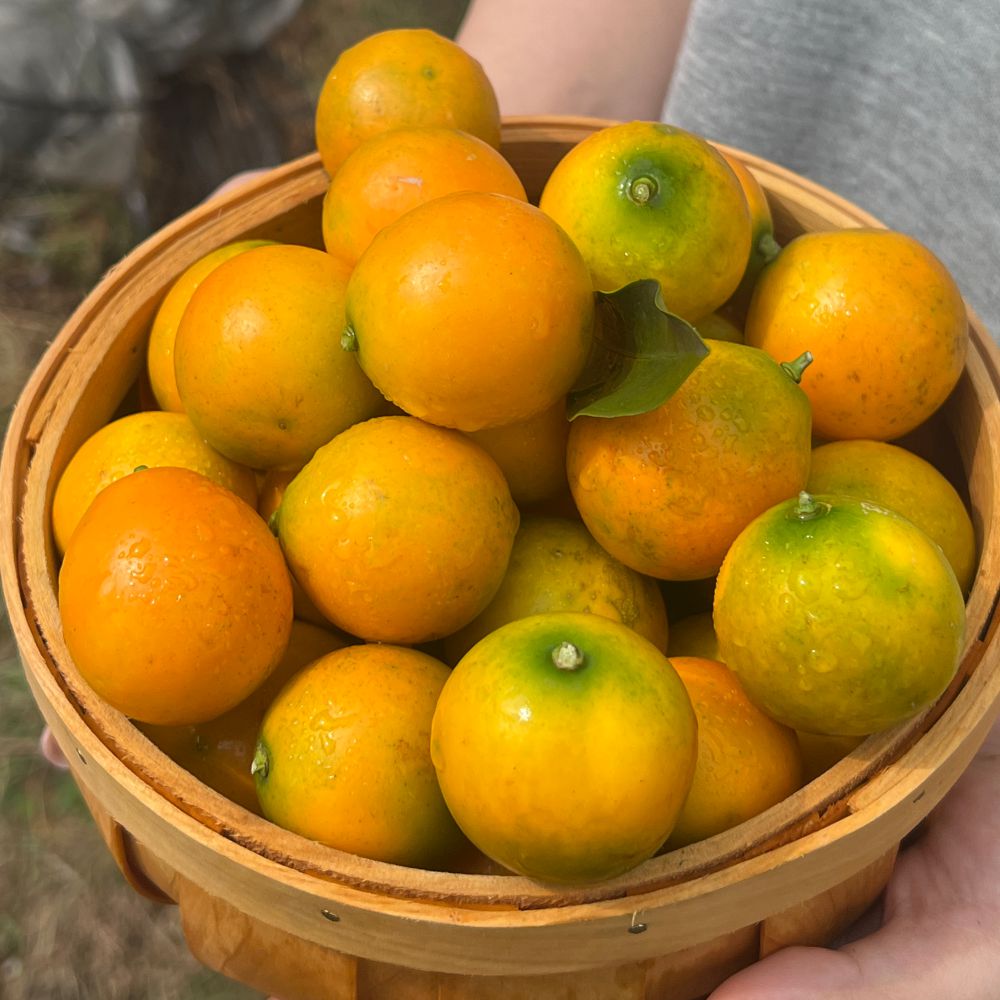 西域美农 广西融安金桔  滑皮金桔  脆蜜金桔 从皮到芯都甜滋滋的