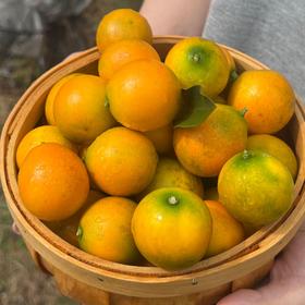 西域美农 广西融安金桔  滑皮金桔  脆蜜金桔 从皮到芯都甜滋滋的
