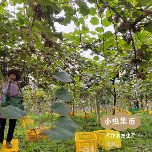 云南有机鸭嘴猕猴桃（开箱即食，无需催熟）| 合作农友生产，产自云南昆明，生产者：徐浩杰 *【公平贸易农人定价】 商品图12